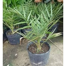 CÂY GIỐNG CHÀ LÀ Tháiland SIÊU QUẢ.