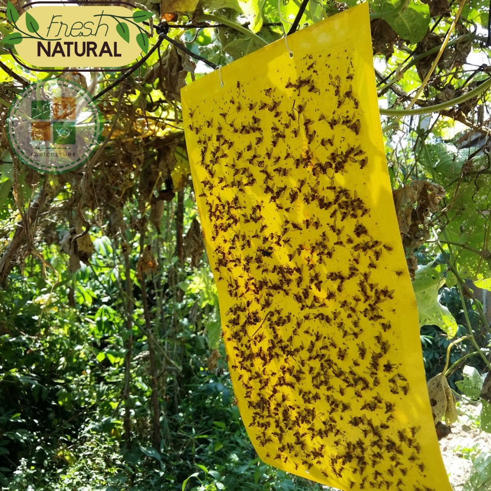 Combo bẫy ruồi vàng siêu dính - Hiệu quả với nhiều loại côn trùng gây hại cho vườn lan, rau hoa màu và cây ăn trái