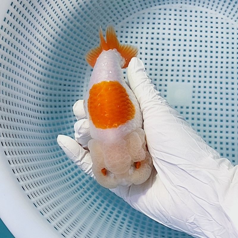 Cám tảo CSranchu protein 56%,bột tảo xoắn Spirulina 7%, hạt 2mm 500gram