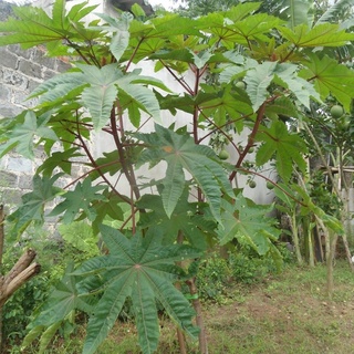 Hạt thầu dầu tía kích mọc tóc 100g