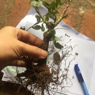 Combo 5 gốc Hoa hồng cổ sapa