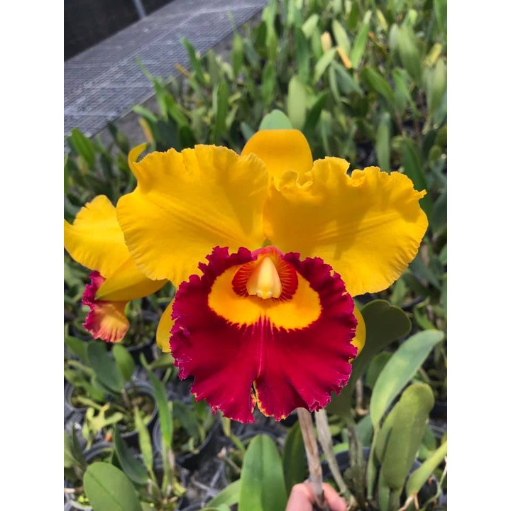 Hoa Lan Cattleya- KIM THÁI BÌNH- chậu trưởng thành