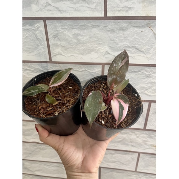 Cây công chúa Hồng philodendron pink princess marble kiểng lá