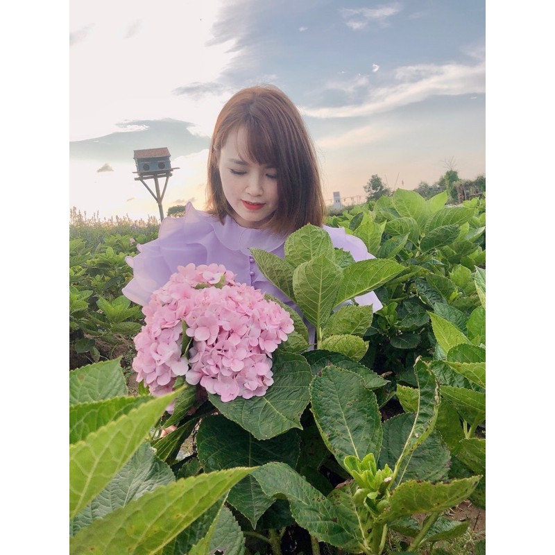 Áo tím bèo tầng điệu đà ulzzang  160421 TP18