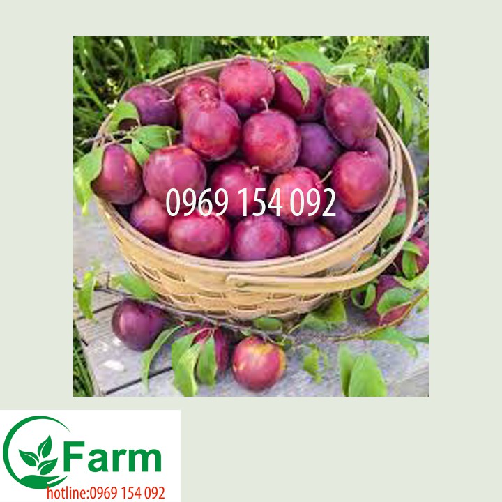 Cây mận hậu