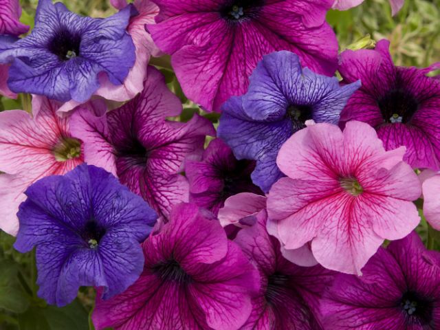 (giá tốt) Hạt giống hoa DẠ YÊN THẢO GÂN (petunia veined) nhiều màu