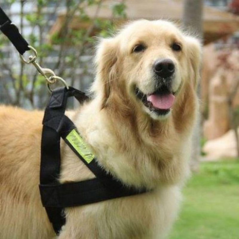Dây Dắt Chó  Phản Quang- dây dắt kèm đai yên ngựa cho chó cảnh sát- size trung(7-15kg)