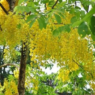 Cây Osaka vàng(muồng hoàng yến) cao 30-40cm