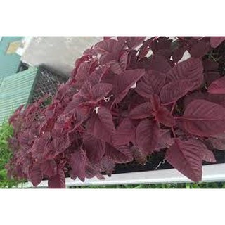 Hạt giống rau dền đỏ lá liễu ( lá dài ) 10gr