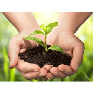 Phân bò hoai mục (đã sử lí và ủ với trichoderma 1KG)
