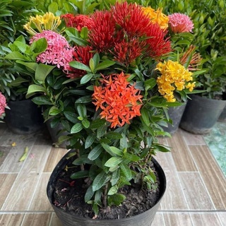 Giống Hoa Mẫu Đơn Ngũ Sắc Dạng Bụi Ra Hoa Sau 2 Tháng