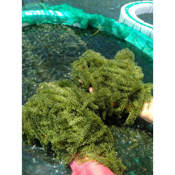 [100g NỞ RA 300g] Rong Nho Tách Nước  KHÁNH HÒA - NHA TRANG - Giàu Dinh Dưỡng - Công Nghệ Tách Nước Tiêu Chuẩn Nhật Bản | BigBuy360 - bigbuy360.vn