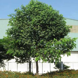 Cây giống Sao đen .