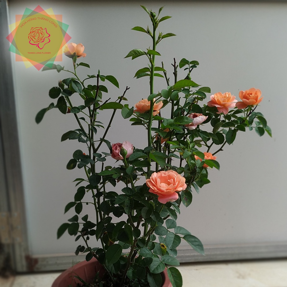 Cây hoa hồng ngoại Tezza cam cá hồi - Hoa hồng Thăng Long Flower