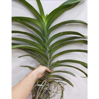 1 chậu Vanda thái khủng cho hoa tết
