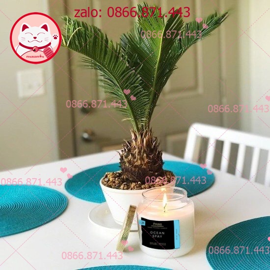 Nến Thơm VNXK Handmade Candle Cup 28 oz 800gr - Hương Thơm Tinh Dầu Thiên Nhiên Giúp thư giãn, khử mùi, yoga