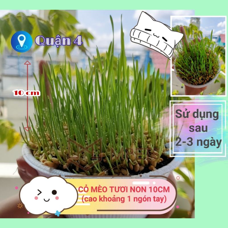 Cỏ Mèo Tươi Trồng Sẵn  - Mpets