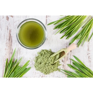 Bột mầm lúa mạch non Grass Barley Nhật Bản