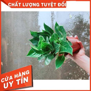 Trầu bà hoàng kim Nhiều Người Mua