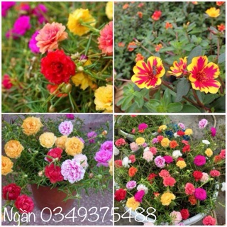 1kg Hoa 10h - Hoa Sam mix đủ màu