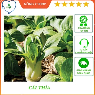 Hạt giống rau cải thìa rạng đông rado 77 20g