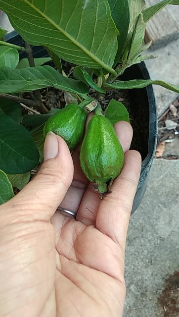 Ổi Đài Loan Lê... đang trái