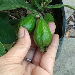 Cây 🌲 Ổi Đài Loan Lê... đang trái
