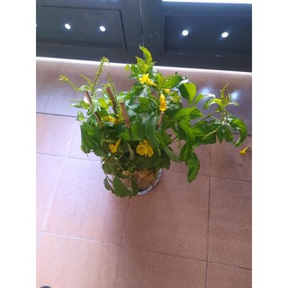 Chuông vàng loại lớn