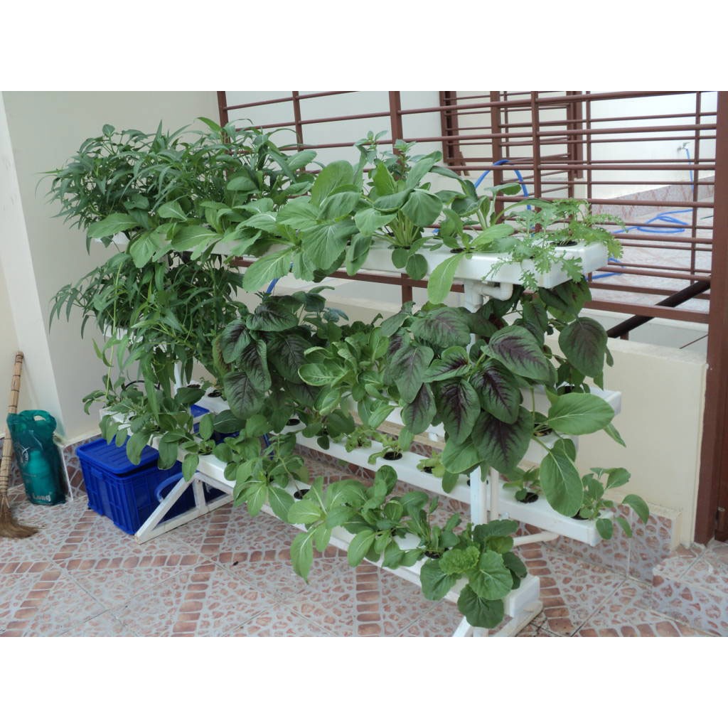 Hạt Giống Rau Dền Xanh (Amaranthus viridis) gói 20gr, hat giong rau sach thuy canh