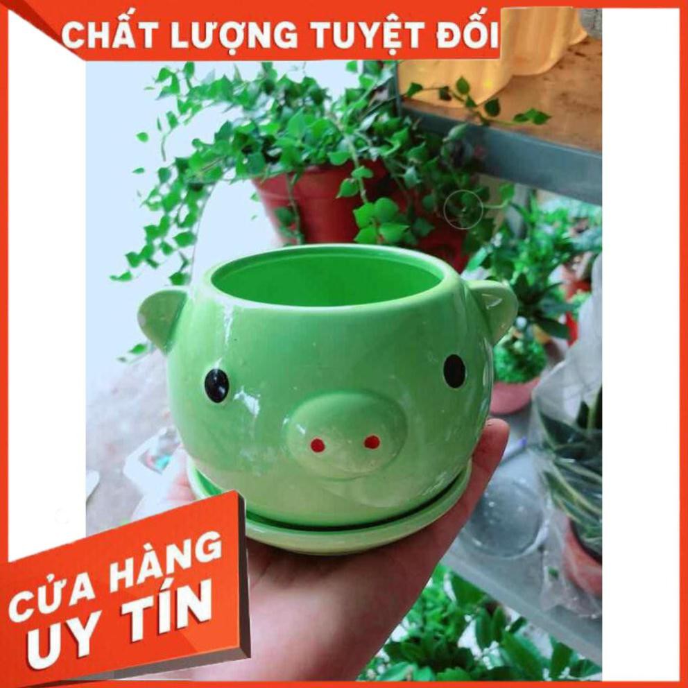 Chậu trồng cây Nhiều Người Mua