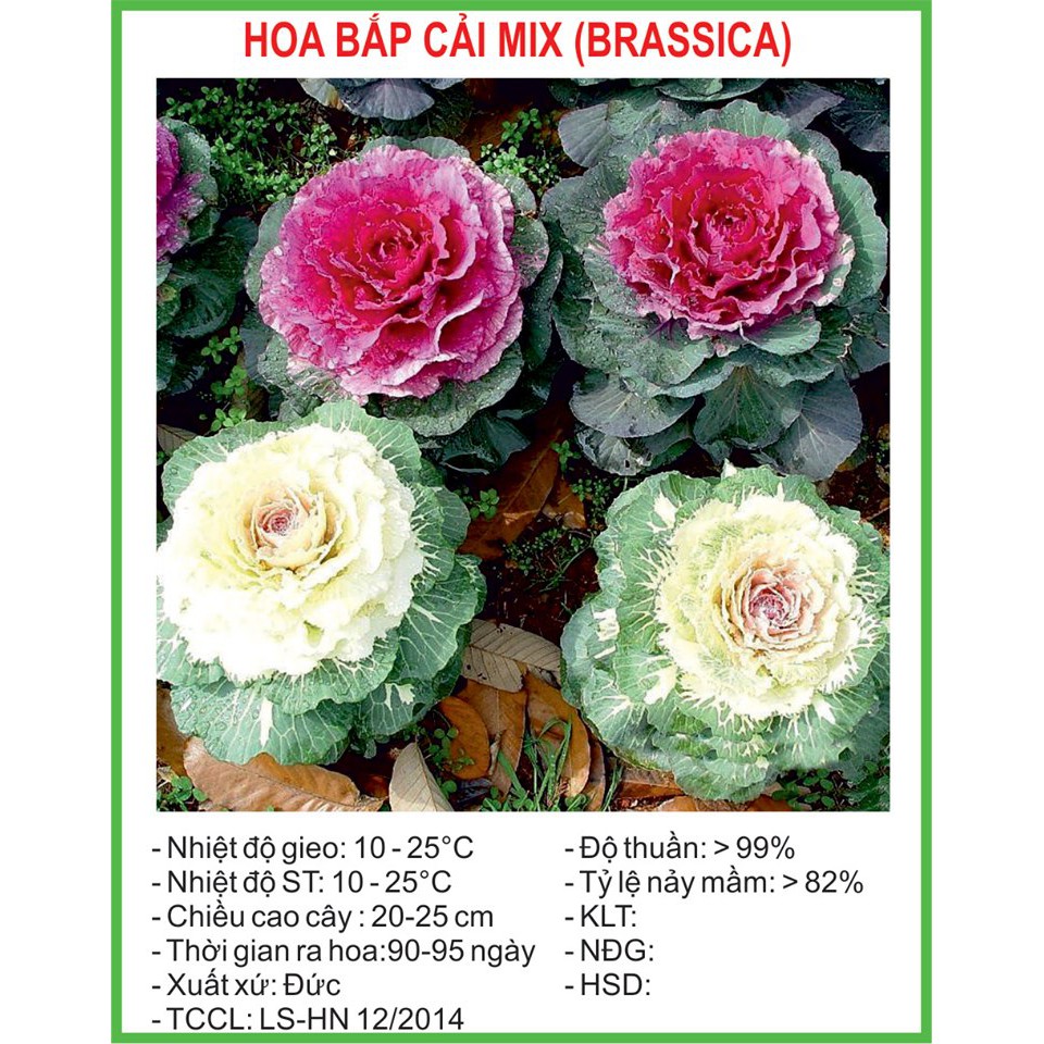Hạt Giống Hoa bắp cải 20 Hạt/ Gói