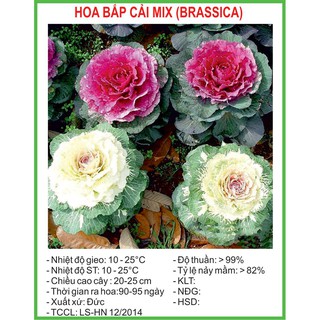 Hạt Giống Hoa bắp cải 20 Hạt/ Gói