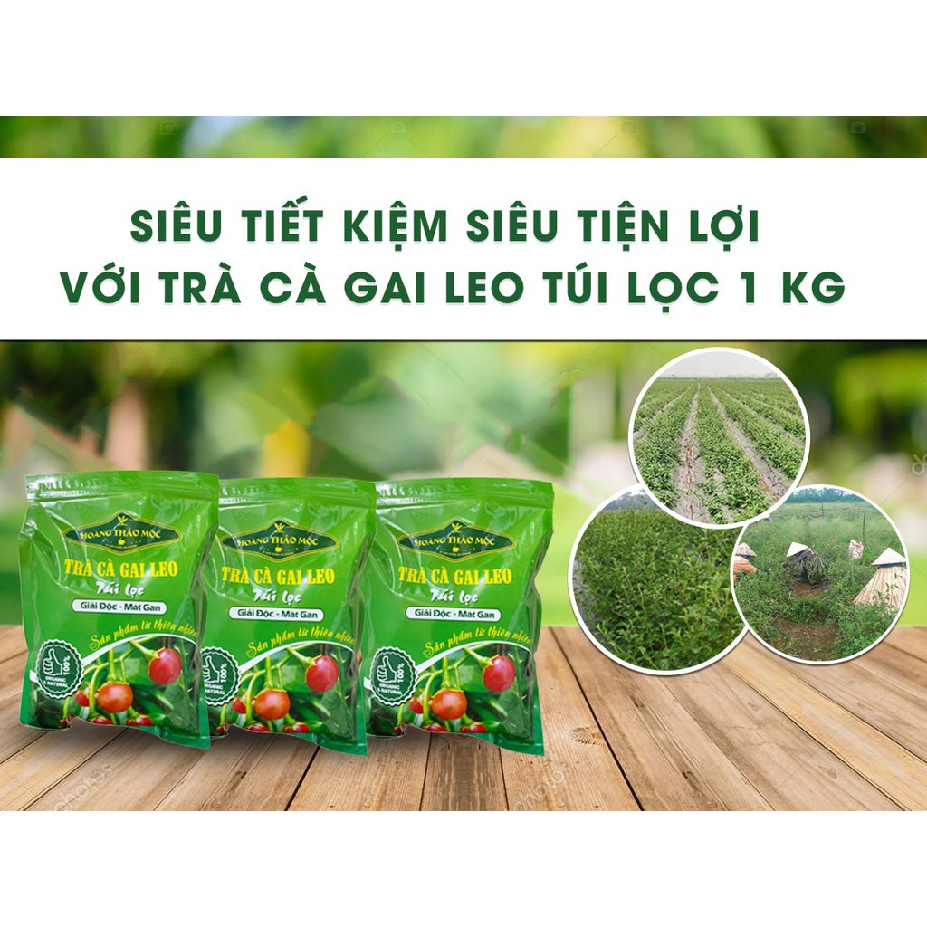 Trà Cà Gai Leo Túi Lọc Hoàng Thảo Mộc_ Gói 1KG