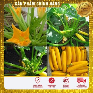 Combo 20 Hạt Bí ngồi Xanh + Vàng