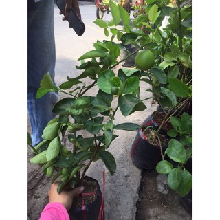 Chanh giấy không hạt