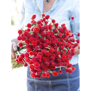 50 HẠT GIỐNG CÚC BÁCH NHẬT ĐỎ