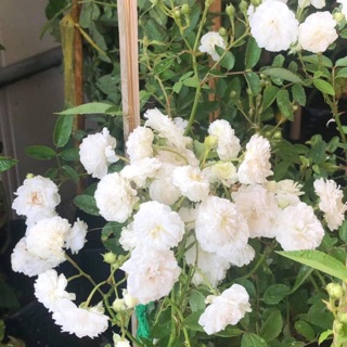 Hồng bụi Bạch Trà ( ảnh thật)