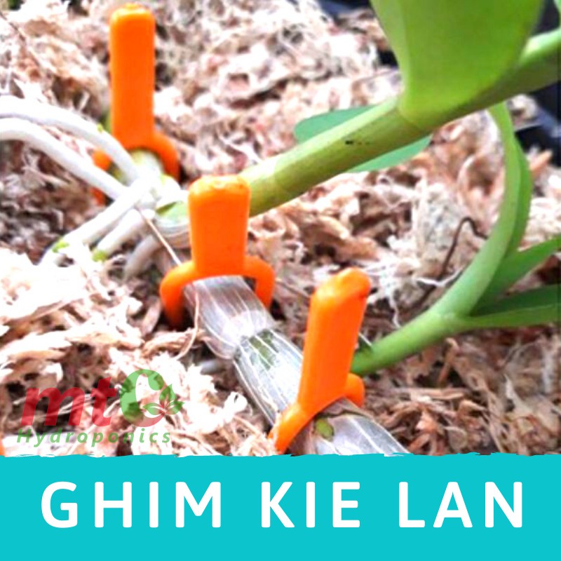 Ghim Ngó Dâu Tây, Ghim Kie Lan - Combo 10 cái