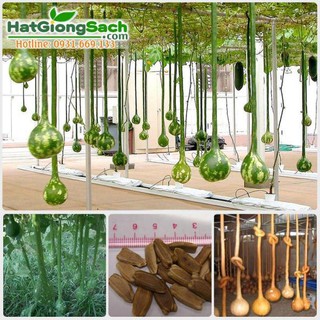 Hạt Giống Bầu Cổ Dài 2m Mỹ - 3 hạt