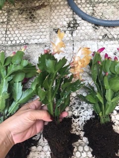 Lan càng cua giống (40k)
