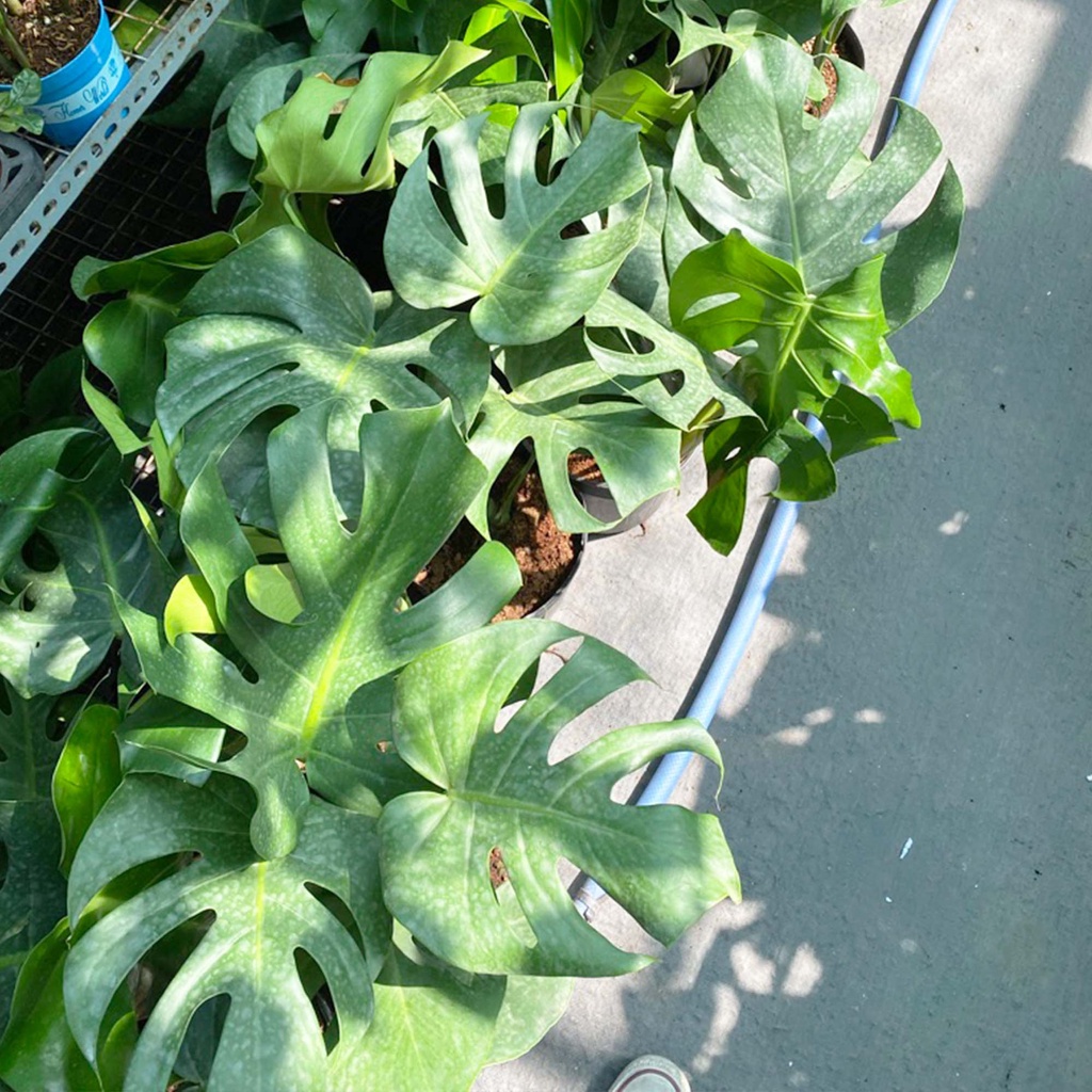 Cây trầu bà lá xẻ Nam Mỹ Monstera Deliciosa