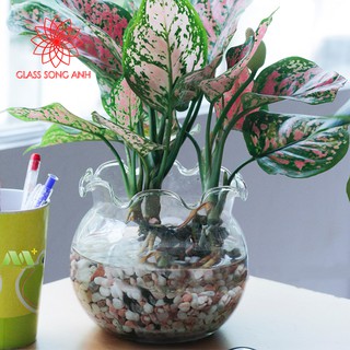 BỂ CÁ THỦY TINH HỒ CÁ CHẬU CÂY MIỆNG BÈO - B7