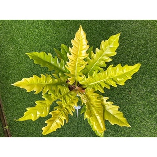 cây ngọn lửa vàng philodendron ring of fire gold
