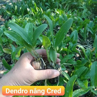 dendro nắng cred