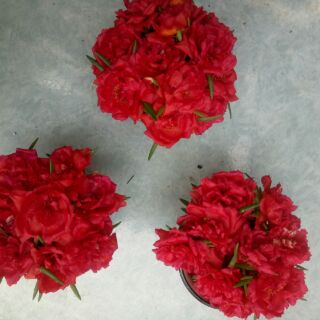 mười giờ đỏ rất hiếm.