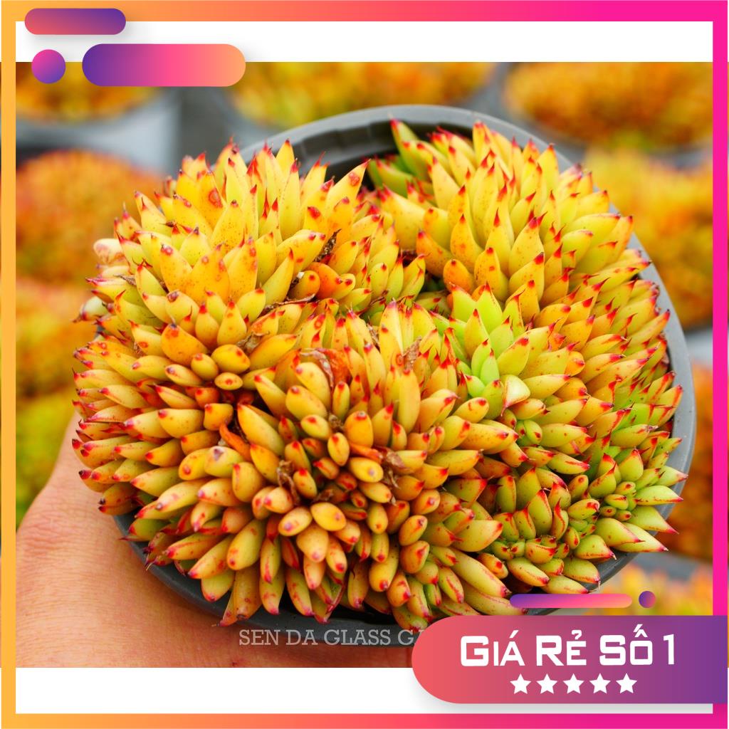 Sen đá Đế Vương Cam Crest GLASS GARDEN chậu 12cm - Thuần Khí hậu Đà Lạt - Lỗi 1 đổi 1