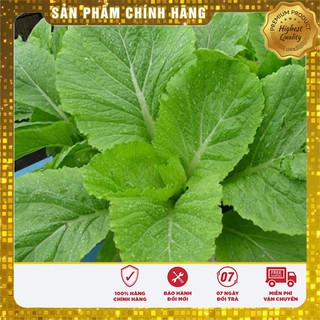 Hạt giống cải bẹ vàng Hà Giang