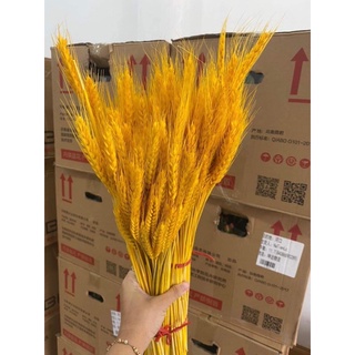 BÔNG LÚA MẠCH VÀNG CHƯNG NGÀN NĂM (100 bông)