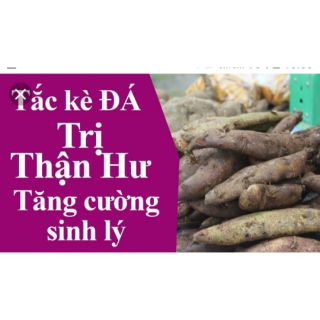 1kg củ cốt toái vương khô( thằn lằn đá)