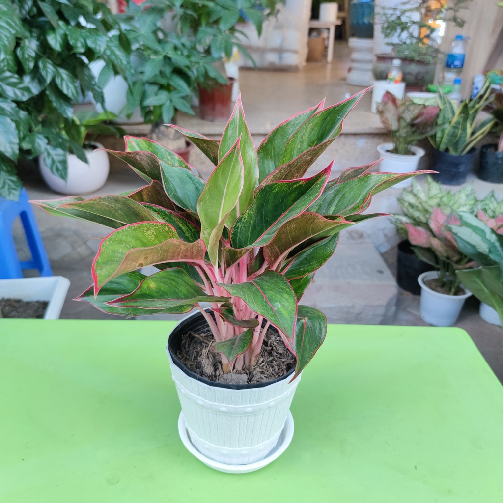 Cây phú quý phong thủy cao 30cm lá sum suê dễ chăm sóc cây trang trí nội thất ban công